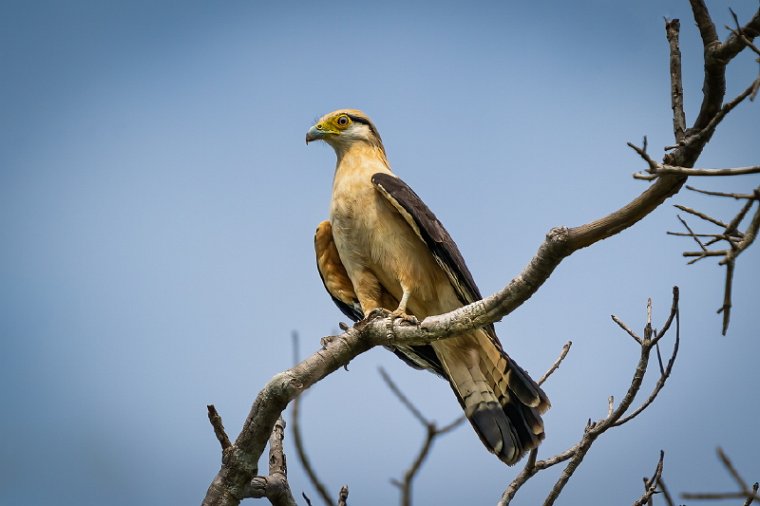 063 Noord Pantanal, geelkopcaracara.jpg